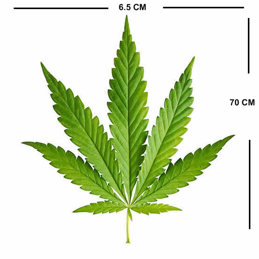 Set of 2 x Cannabis DIY Iron on Transfer marijuana plant leaf patch Weed hemp Rasta badge