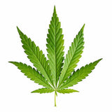 Cannabis DIY Iron on Transfer marijuana plant leaf patch Weed hemp Rasta badge